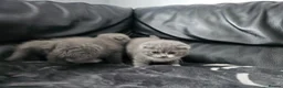 Scottish Fold cats for sale: Scottish folds - Advert 6