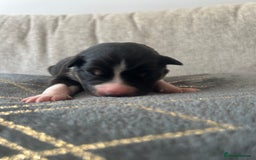 Mixed Breed dogs for sale: Welsh collies X Border collie - Image 9