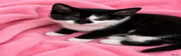 Mixed Breed cats for sale: Looking for their forever hone - Advert 5