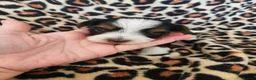 Yorkshire Terrier dogs for sale: DNA tested parents Biewer and Ocean Pearl puppies - Advert 13