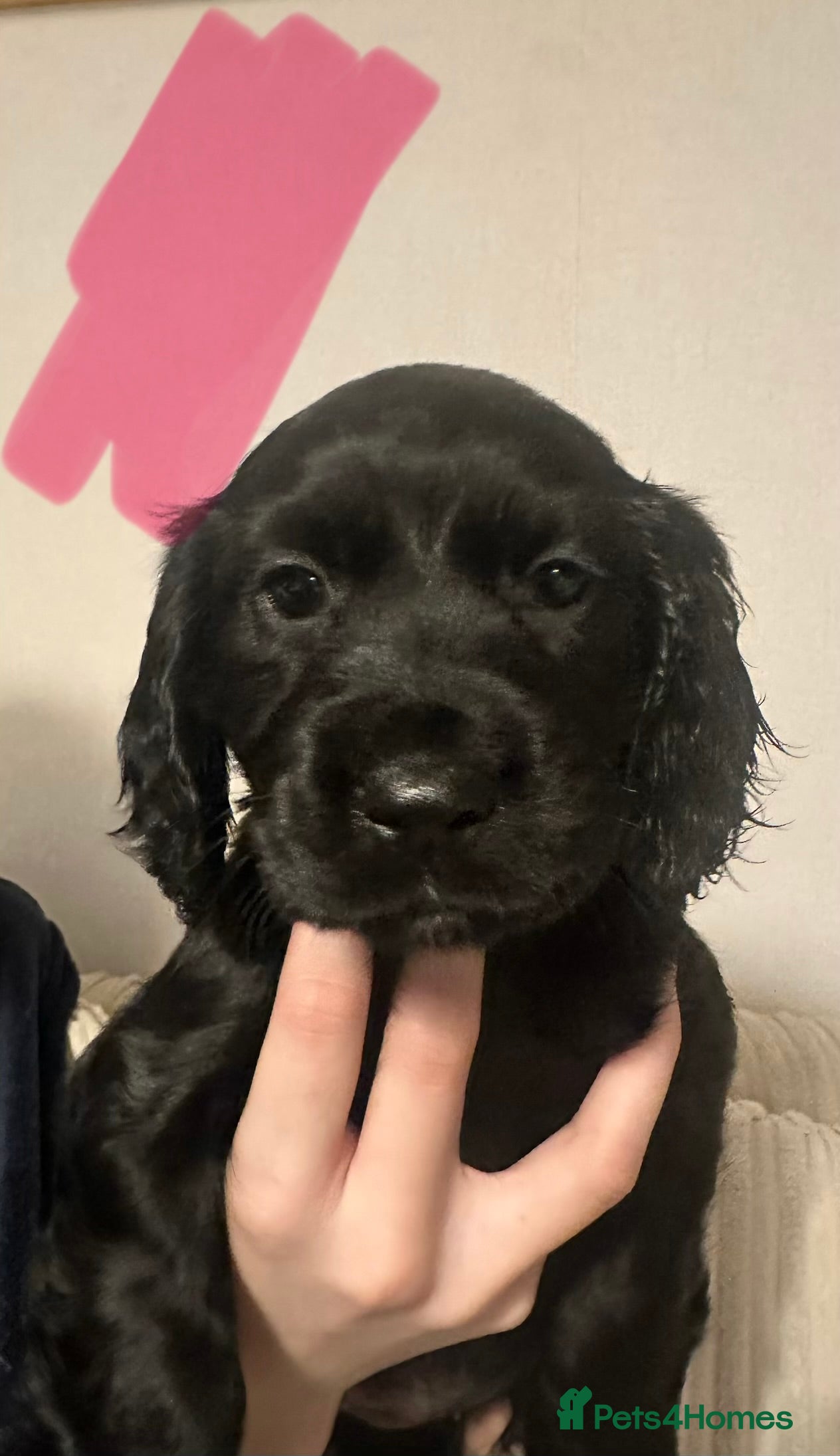 Cocker Spaniel dogs Superb Working Cocker Spaniel puppies - Advert 3