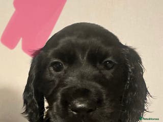 Cocker Spaniel dogs Superb Working Cocker Spaniel puppies - Advert 2