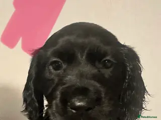 Cocker Spaniel dogs Superb Working Cocker Spaniel puppies - Advert 12