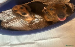 Miniature Dachshund dogs for sale: Beautiful 4 month old mini dachshund  - Image 5