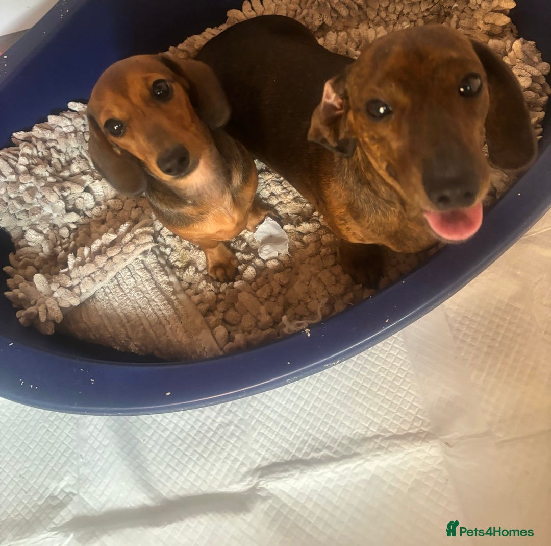 Miniature Dachshund dogs for sale: Beautiful 4 month old mini dachshund  - Image 5