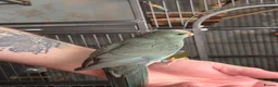 Parakeets birds for sale: Hand tame Kakariki babies - Advert 5