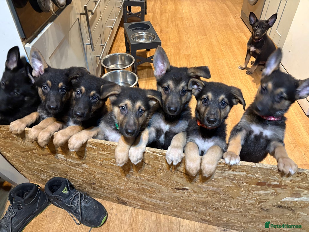 German Shepherd dogs for sale: German Shepherd puppies for sale - Image 10