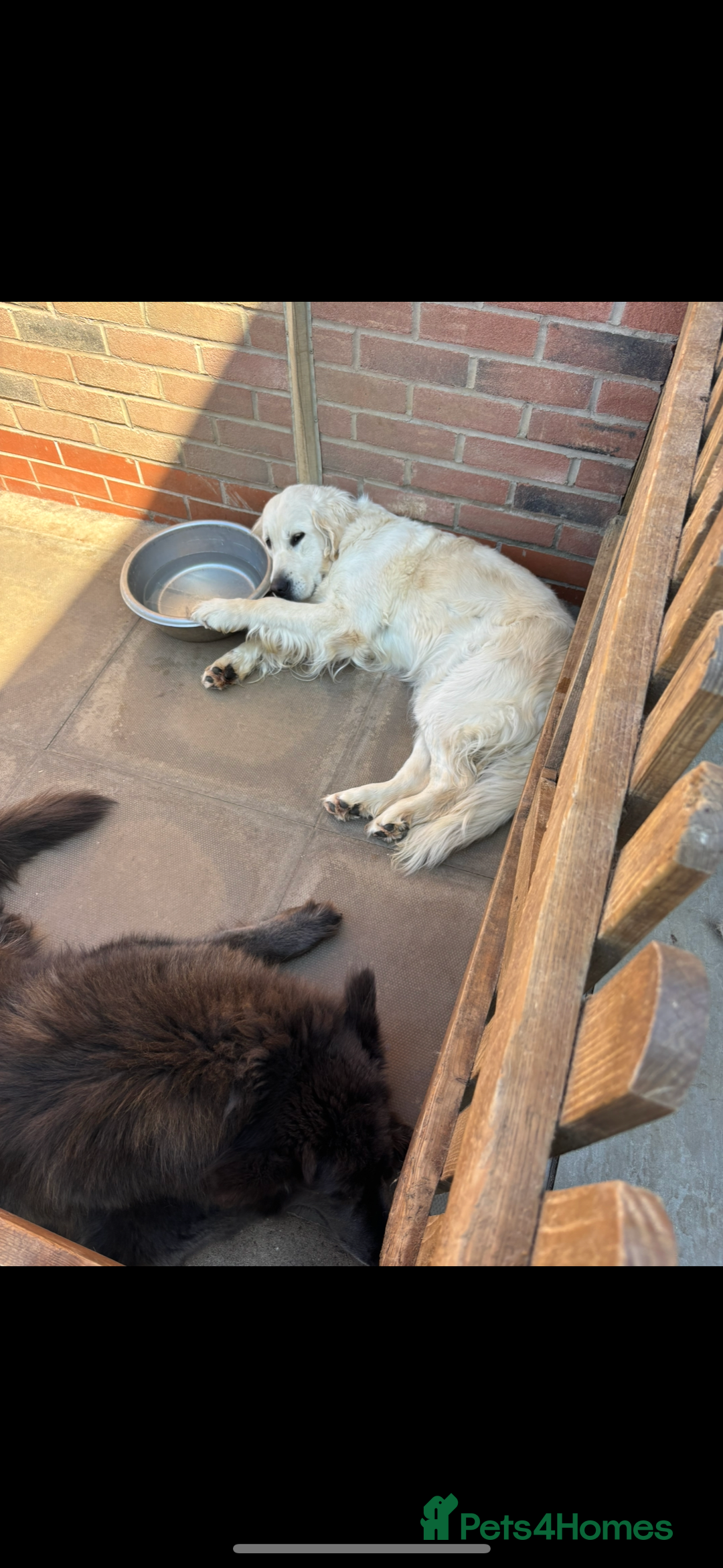 Goldendoodle dogs for sale: Gorgeous F1 Golden Doodles ❤️ - Advert 21