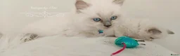 Ragdoll cats for sale: Beautiful Ragdoll kittens 😻😻😻😻 - Advert 10
