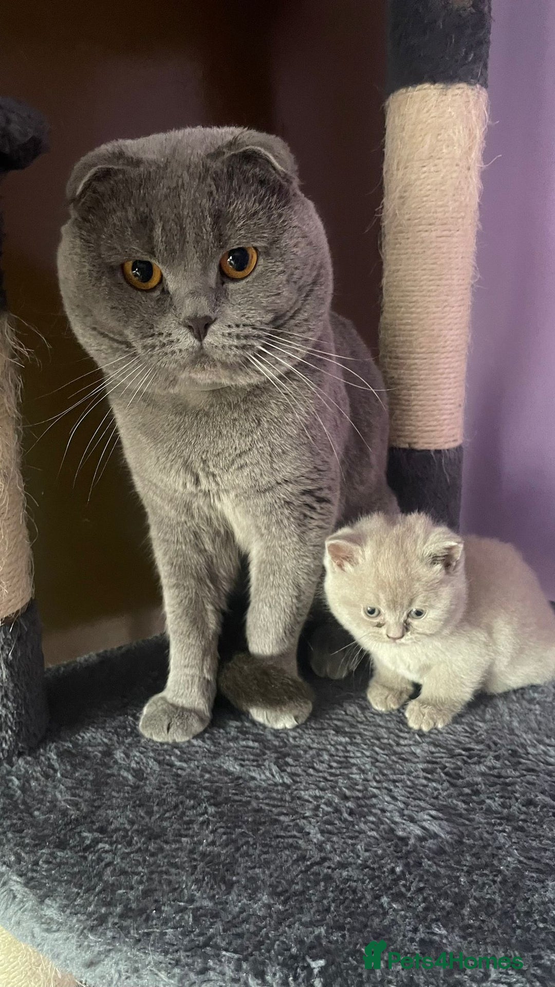 Scottish Fold cats for sale: Beautiful Blue Scottish Fold Boy - Advert 9