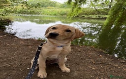 Labrador Retriever dogs for sale: Cream Labrador Retriever Puppy  - Image 10