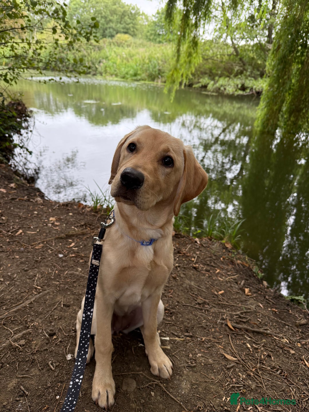 Labrador Retriever dogs for sale: Cream Labrador Retriever Puppy  - Image 10