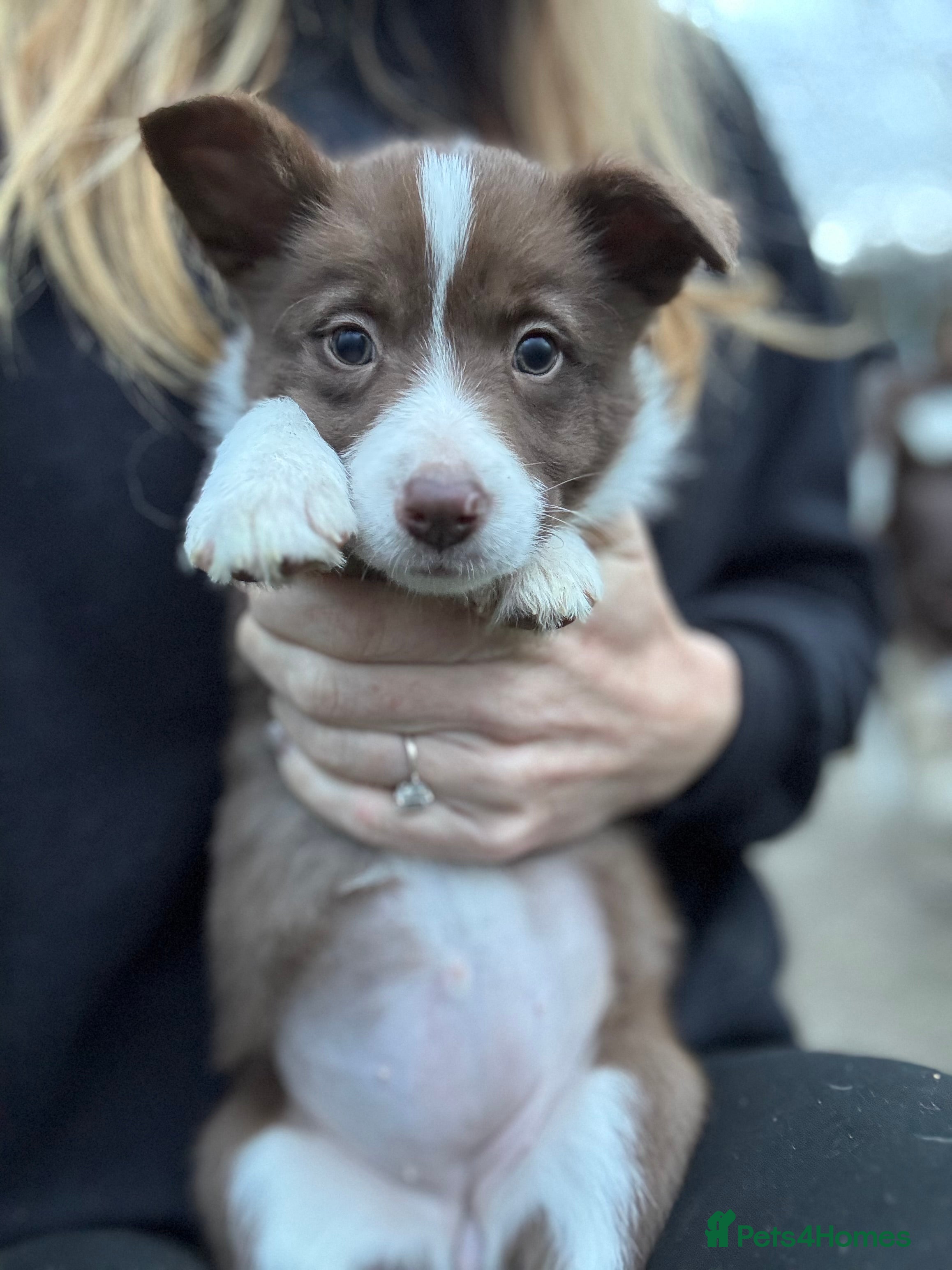 Border Collie dogs Pure Bred Border Collie Puppies For Sale - Advert 3