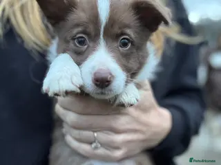 Border Collie dogs Pure Bred Border Collie Puppies For Sale - Advert 3