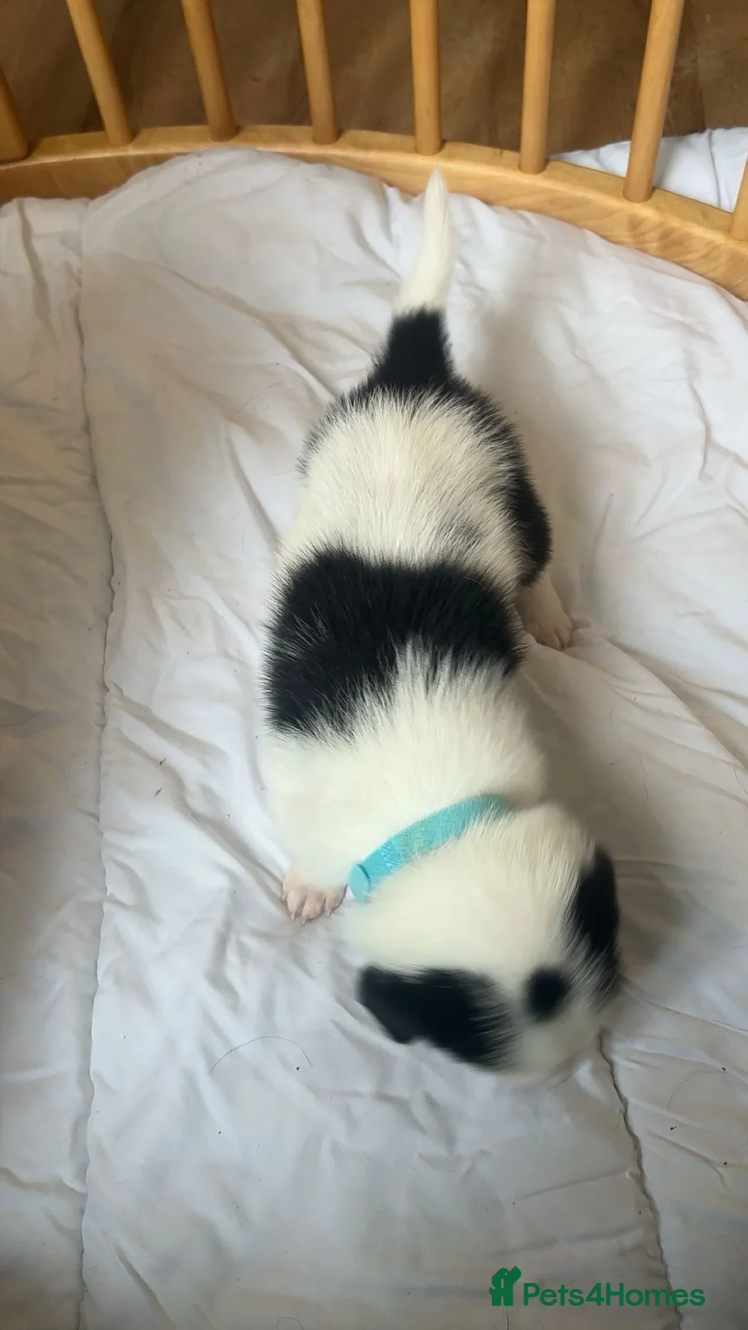 Border Collie dogs for sale: ✨ Last remaining border collie puppy ✨ - Advert 17