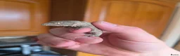 Gecko reptiles for sale: leachianus gecko baby  - Advert 4