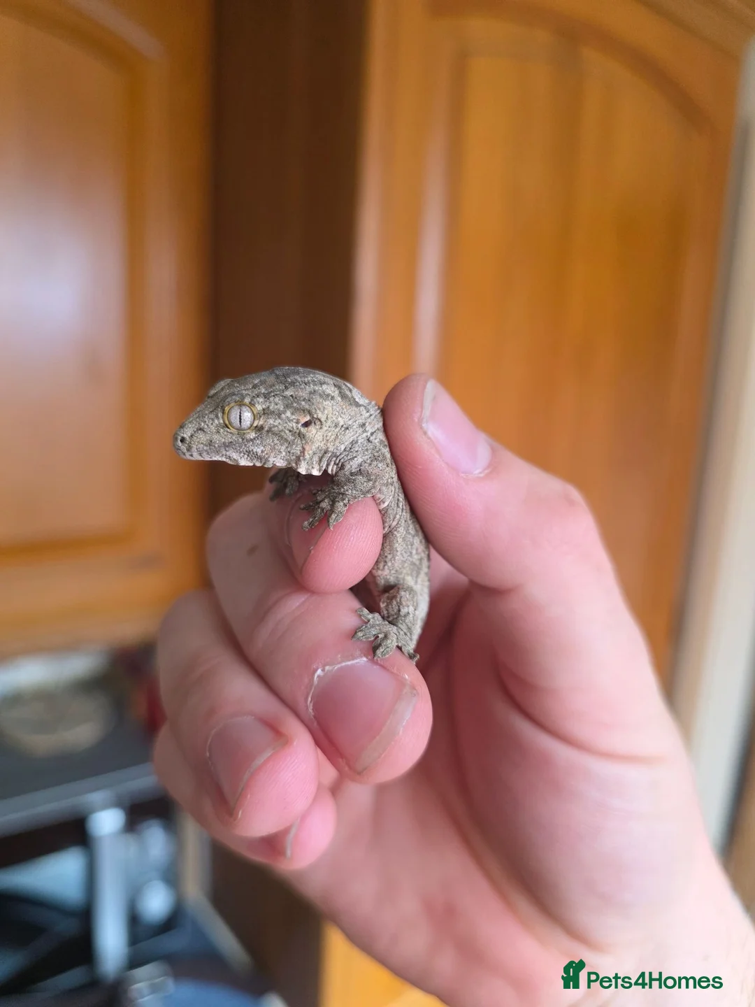 Gecko reptiles for sale: leachianus gecko baby  - Advert 4