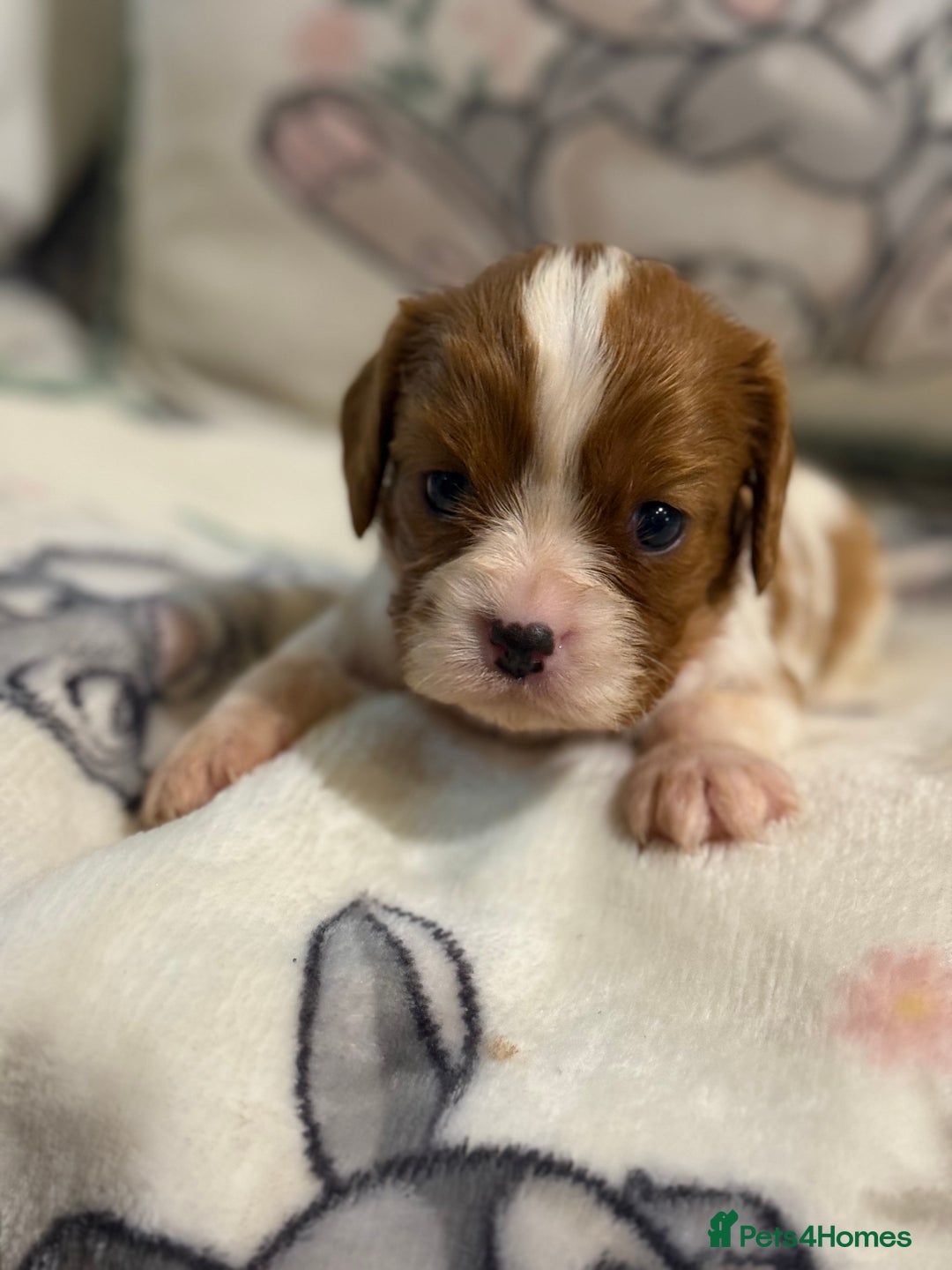 Cavalier King Charles Spaniel dogs for sale: Stunning DNA clear cavalier pups ready 2026 - Advert 5