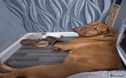 Dogue De Bordeaux dogs for sale: Dogue De Bordeaux Puppies-Champion Bloodlines - Image 12