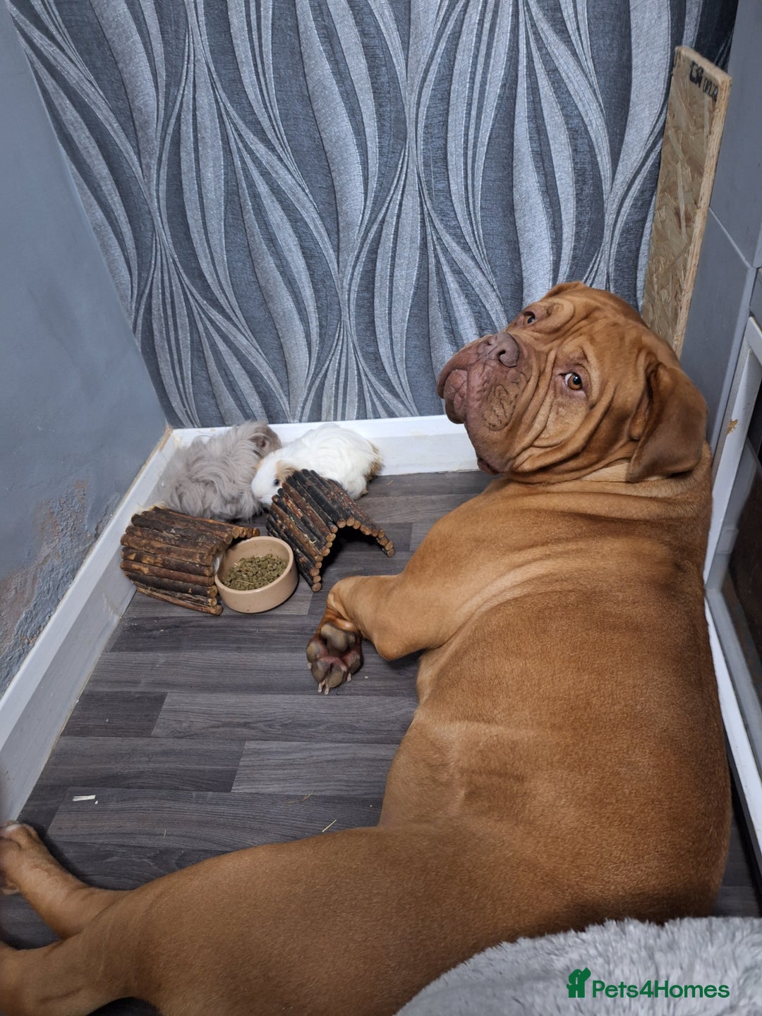 Dogue De Bordeaux dogs for sale: Dogue De Bordeaux Puppies-Champion Bloodlines - Image 12