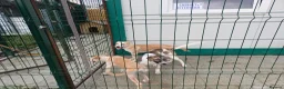 Mixed Breed dogs for adoption: 🌸 ALICE — A GENTLE LITTLE GIRL FULL OF LOVE 🌸 in Nottingham - Advert 27