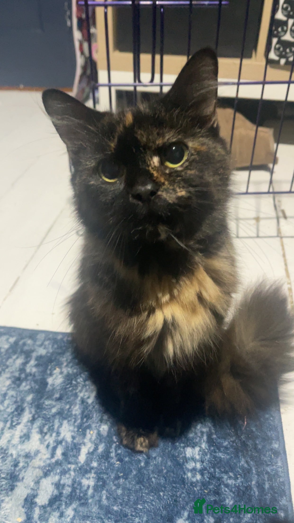 Mixed Breed cats 3 super friendly kittens - Advert 1