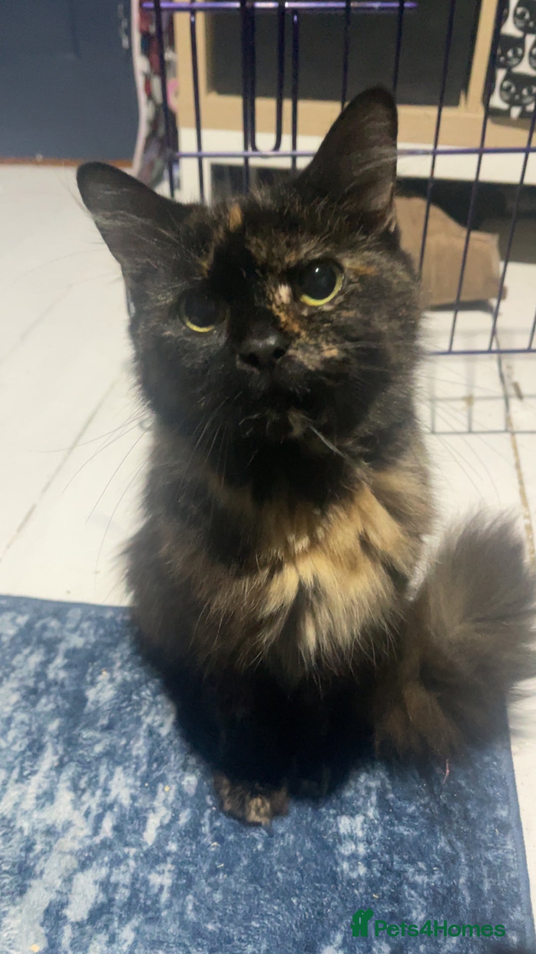 Mixed Breed cats for sale: 3 super friendly kittens - Advert 1