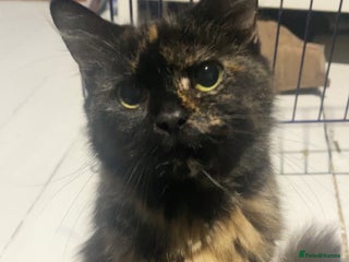 Mixed Breed cats 3 super friendly kittens - Advert 1