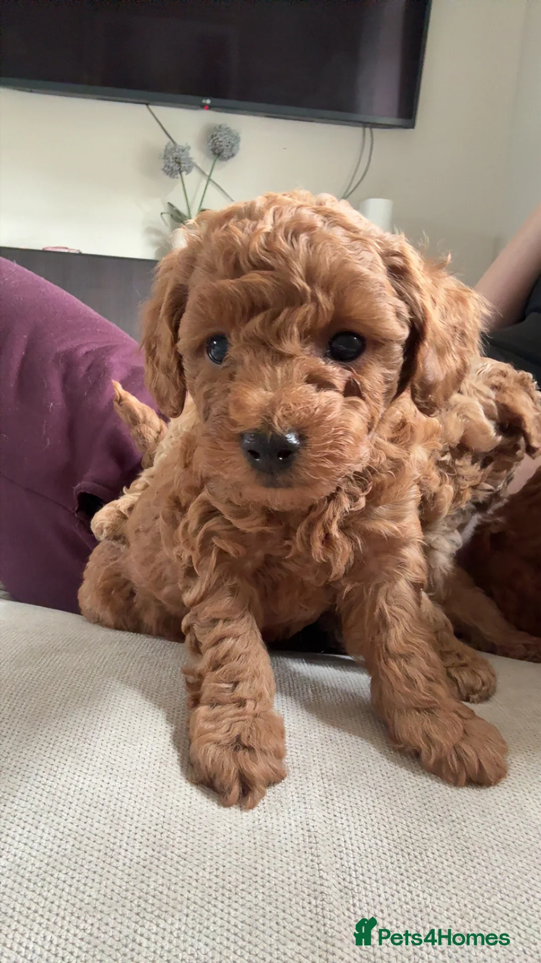 Toy Poodle dogs for sale: Kc registered Toy poodles - Advert 4