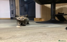 Mixed Breed cats for sale: Semi Longhaired Kittens - Image 24