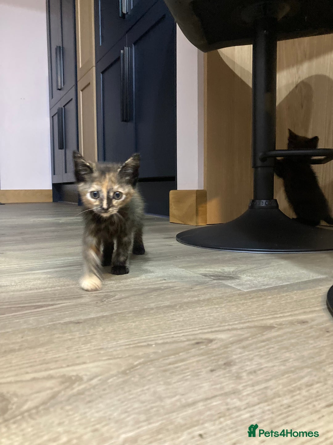 Mixed Breed cats for sale: Semi Longhaired Kittens - Image 24