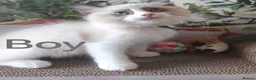 Ragdoll cats for sale: GCCF REGISTERED BEAUTIFUL RAGDOLLS KITTENS  - Advert 15