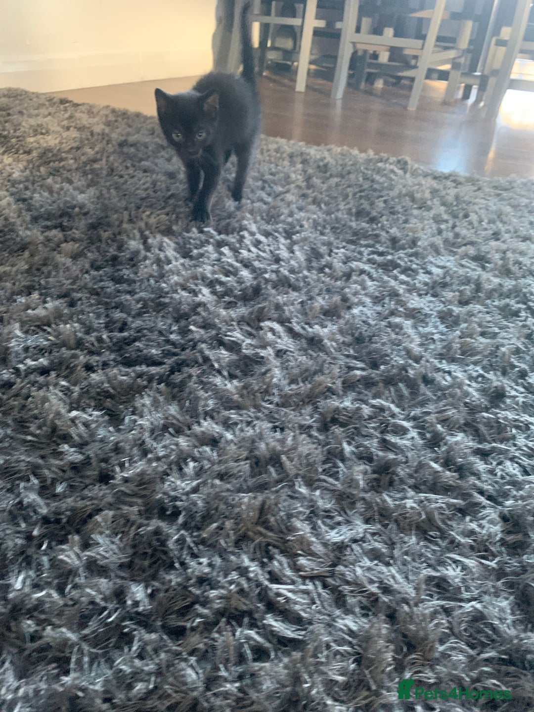 Mixed Breed cats for sale: 8 beautiful kittens for sale - Advert 7