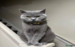 British Shorthair cats for sale: British short hair mother and son  - Image 4