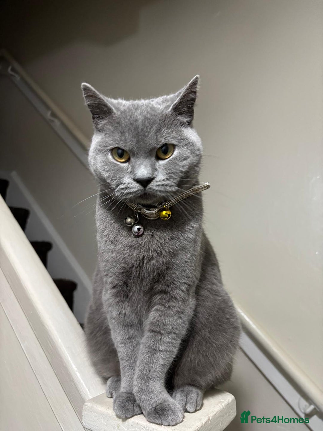 British Shorthair cats for sale: British short hair mother and son  - Image 4