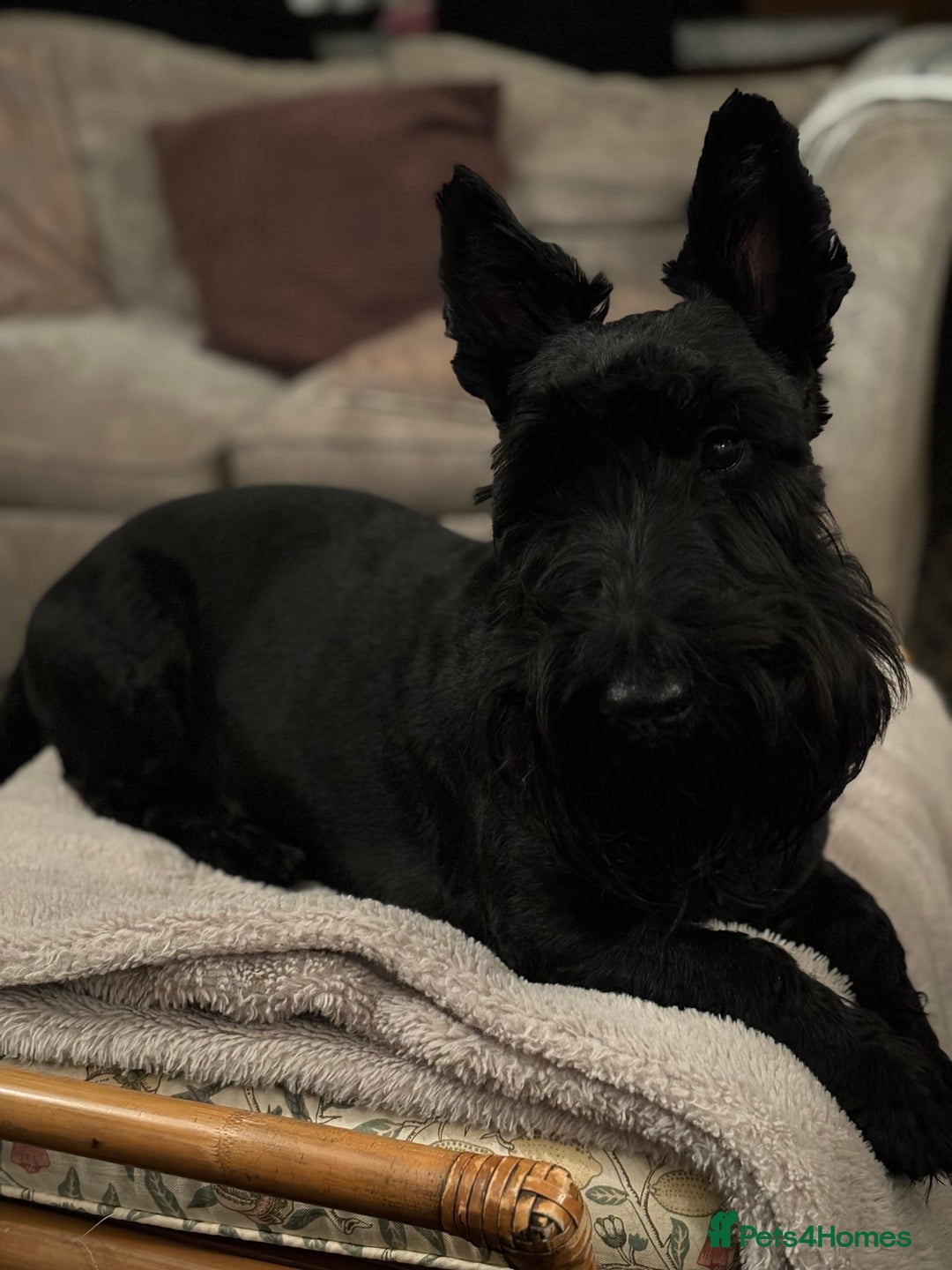 Scottish Terrier dogs for stud: Male Scottish Terrier for Stud - Image 8