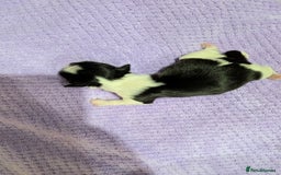Shih Tzu dogs for sale: KC registered Shih Tzu puppies  - Image 7