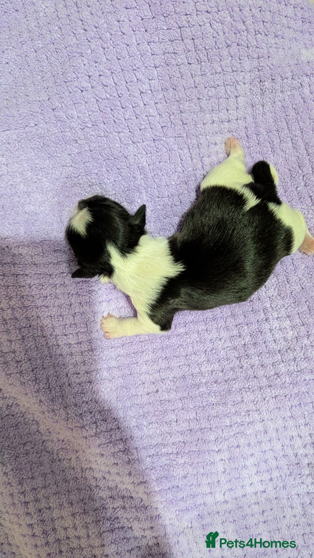 Shih Tzu dogs for sale: KC registered Shih Tzu puppies  - Image 7