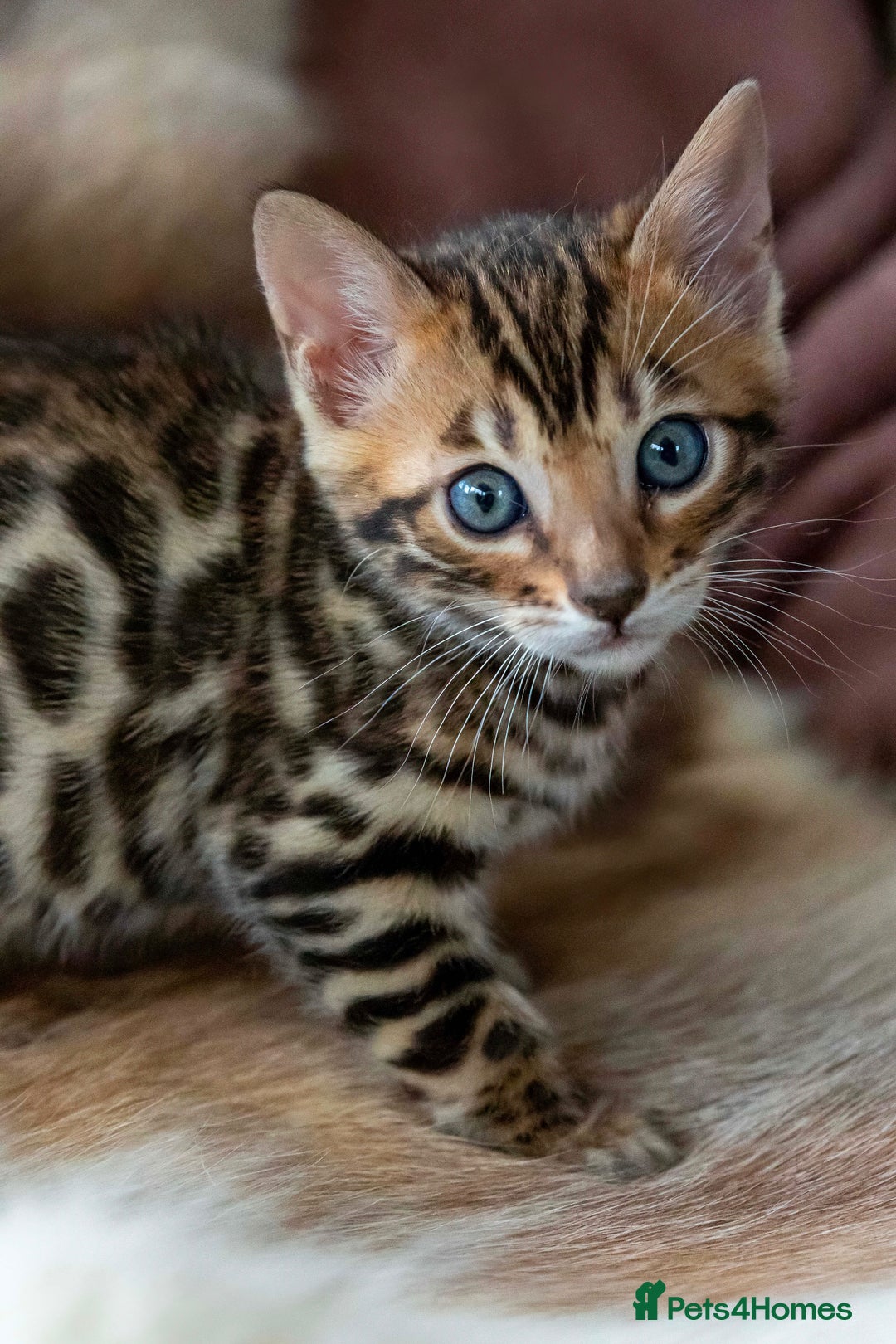 Bengal cats for sale: Stunning Bengal kittens  - Image 4
