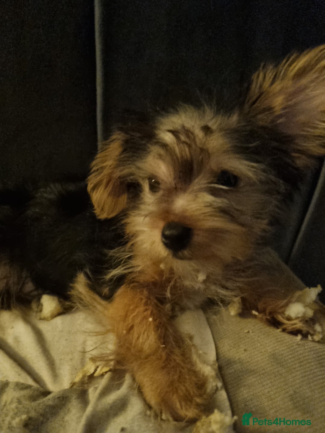 Mixed Breed dogs for sale: Yorkshire terrier cross pomeranian pups - Image 7