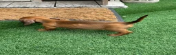 Miniature Dachshund dogs for sale: Miniature Daschund  - Advert 24