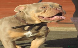 Olde English Bulldogge dogs for stud: Dougie for stud beautiful lilac tri boy proven in Thetford - Image 2