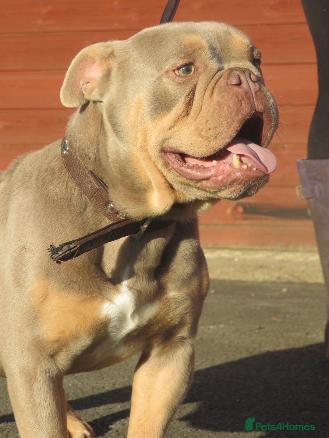 Olde English Bulldogge dogs for stud: Dougie for stud beautiful lilac tri boy proven in Thetford - Image 2