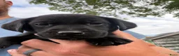 Labrador Retriever dogs for sale: KC Reg Health Tested Labrador Pups - Advert 13
