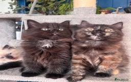 Mixed Breed cats for sale: Ragdoll and Maine Coon crossed  - Image 3