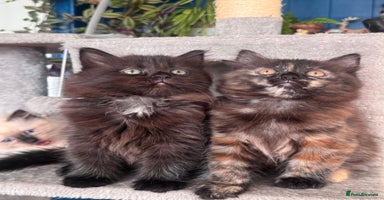 Mixed Breed cats - Advert 4
