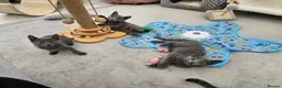 Russian Blue cats for sale: GCCF Registered Russian Blue Kittens in Tredegar - Advert 24