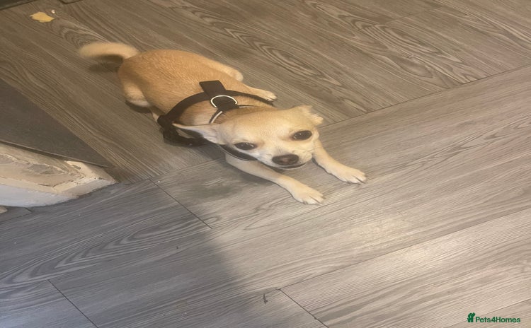 Chihuahua dogs - Advert 8