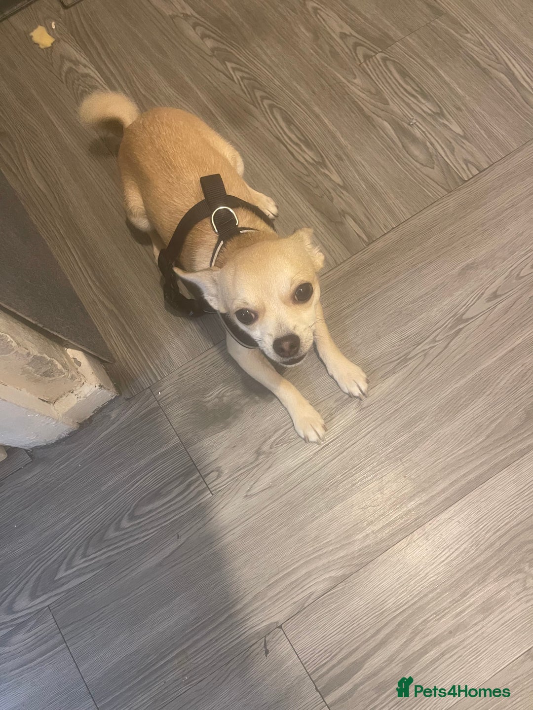 Chihuahua dogs for sale: Hi this is bear  - Image 1