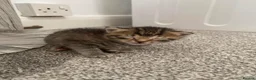 Mixed Breed cats for sale: Two grey tabby females and one ginger female - Advert 2